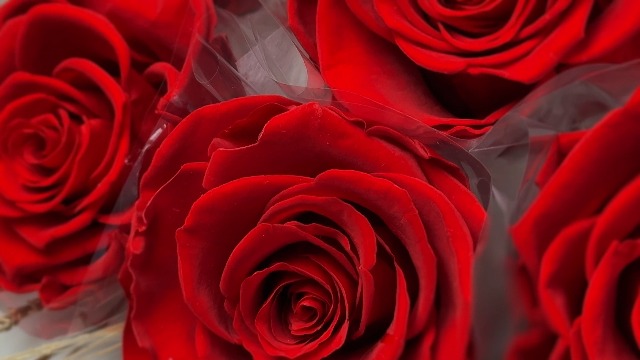 Amazon｜Fiorifiore 母の日 プリザーブドフラワー ブーケ 7輪 赤 薔薇